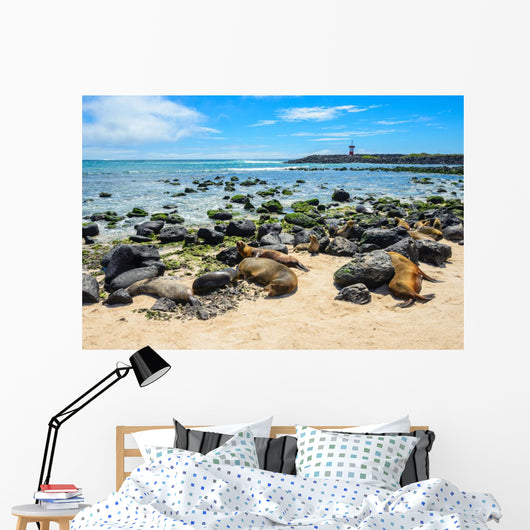 Fur Seals Punta Carola Wall Decal