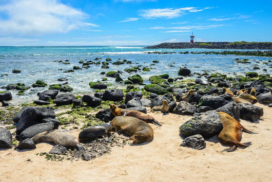 Fur Seals Punta Carola Wall Decal