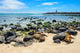 Fur Seals Punta Carola Wall Decal