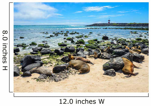 Fur Seals Punta Carola Wall Decal