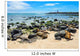 Fur Seals Punta Carola Wall Decal