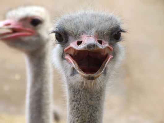 Hot Ostrich Wall Decal