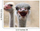 Hot Ostrich Wall Decal