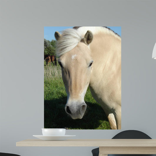 Norweger - Norwegian Fjord Horse Wall Decal