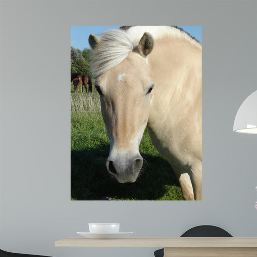 Norweger - Norwegian Fjord Horse Wall Decal