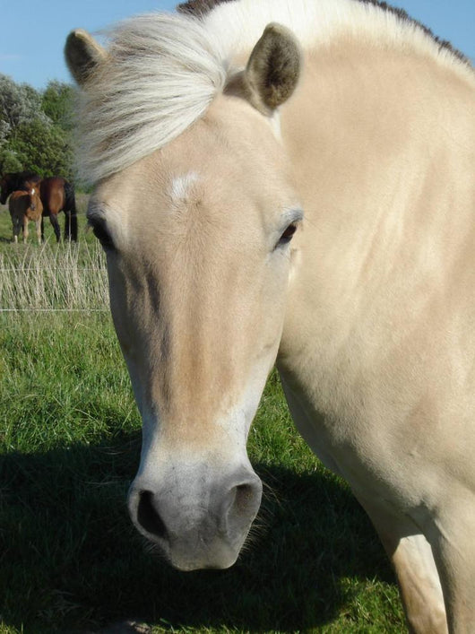 Norweger - Norwegian Fjord Horse Wall Decal