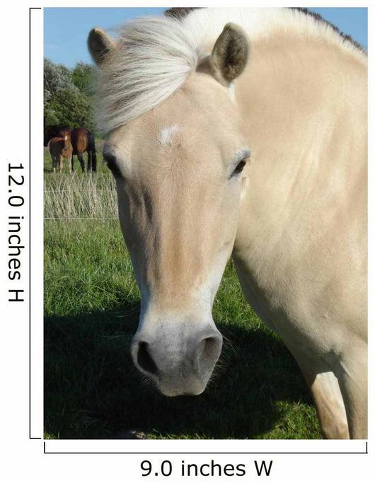 Norweger - Norwegian Fjord Horse Wall Decal