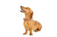 Dachshund Dog White Wall Decal