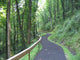 Forrest Pathway Wall Decal
