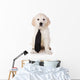 Golden Retriever Puppy White Wall Decal