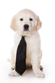 Golden Retriever Puppy White Wall Decal