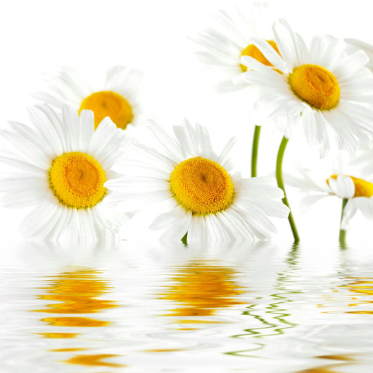 Reflected White Daisies Wall Decal