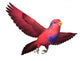Red and Blue Lory Wall Decal