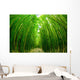 Path through Bamboo Forrest Wall Decal