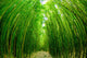 Path through Bamboo Forrest Wall Decal