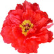 Vermillion Peony Wall Decal