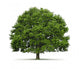 Tree Oak Wall Decal