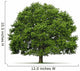 Tree Oak Wall Decal