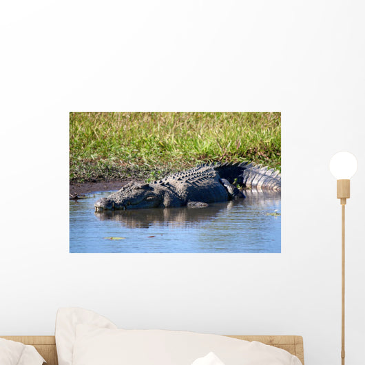 Wild Crocodile Sunbathing Wall Decal