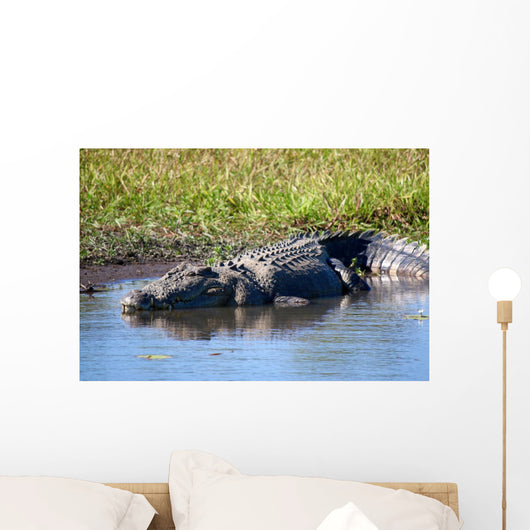 Wild Crocodile Sunbathing Wall Decal
