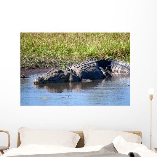 Wild Crocodile Sunbathing Wall Decal