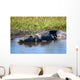 Wild Crocodile Sunbathing Wall Decal