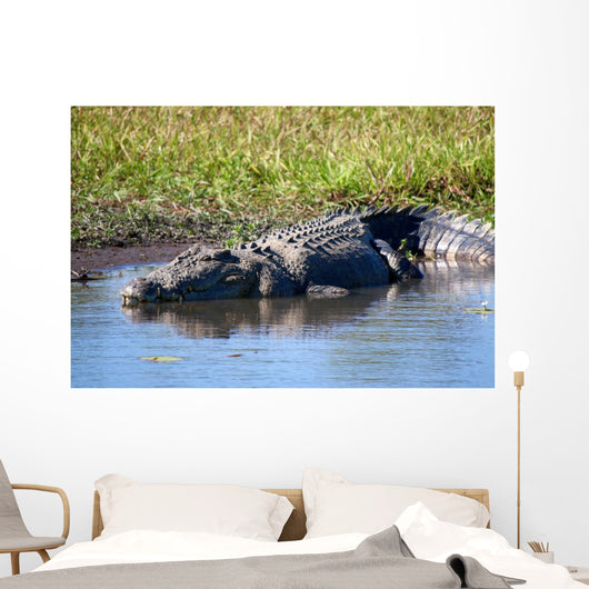 Wild Crocodile Sunbathing Wall Decal