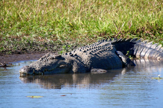 Wild Crocodile Sunbathing Wall Decal