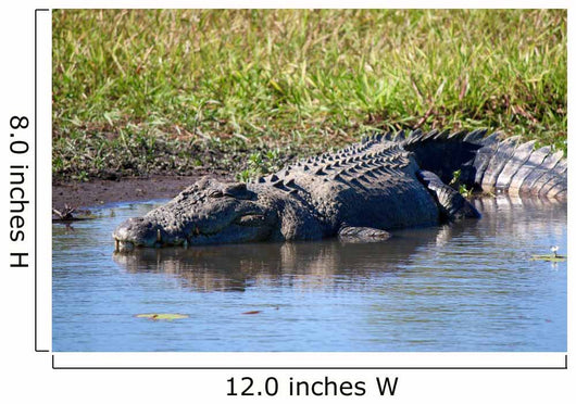 Wild Crocodile Sunbathing Wall Decal