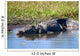 Wild Crocodile Sunbathing Wall Decal