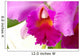 Fuchsia Orchid Wall Decal