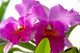 2 Fuchsia Orchids Wall Decal