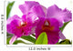 2 Fuchsia Orchids Wall Decal