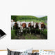 Herd Dairy Cows Wall Decal