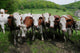 Herd Dairy Cows Wall Decal