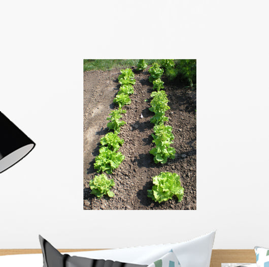 Lettuce Salad Garden Wall Decal
