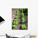 Lettuce Salad Garden Wall Decal