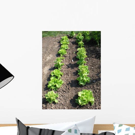 Lettuce Salad Garden Wall Decal