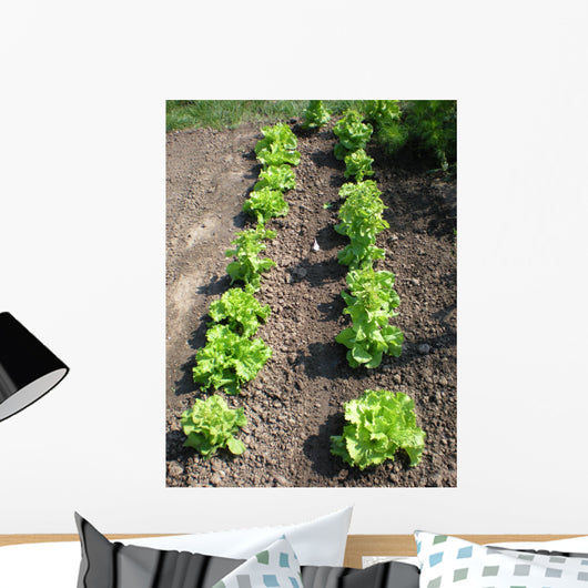 Lettuce Salad Garden Wall Decal