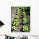 Lettuce Salad Garden Wall Decal