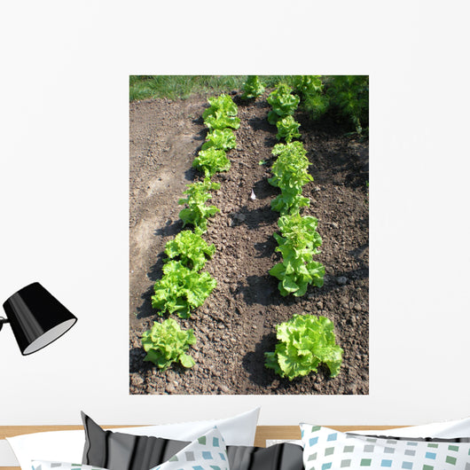 Lettuce Salad Garden Wall Decal