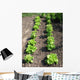 Lettuce Salad Garden Wall Decal