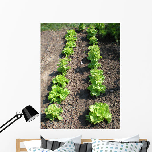 Lettuce Salad Garden Wall Decal