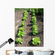 Lettuce Salad Garden Wall Decal