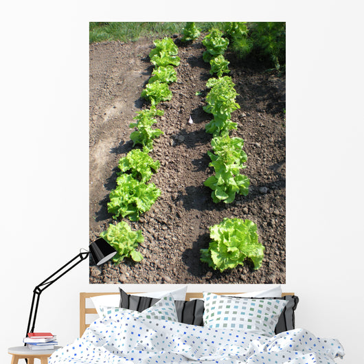 Lettuce Salad Garden Wall Decal