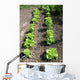 Lettuce Salad Garden Wall Decal