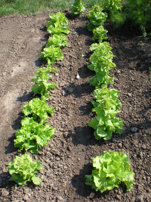 Lettuce Salad Garden Wall Decal