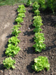Lettuce Salad Garden Wall Decal
