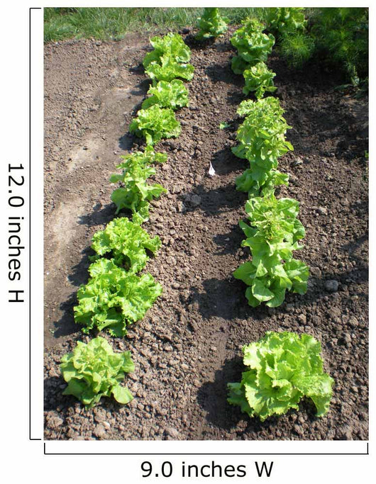 Lettuce Salad Garden Wall Decal