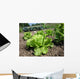 Vegetable Garden Countryside Wall Decal